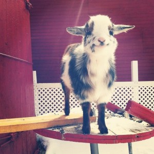 A cute goat